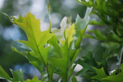 Quercus palustris 'Green Pillar' - dub bahenní - listy